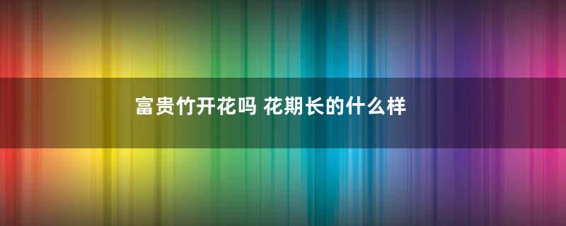富贵竹开花吗 花期长的什么样子